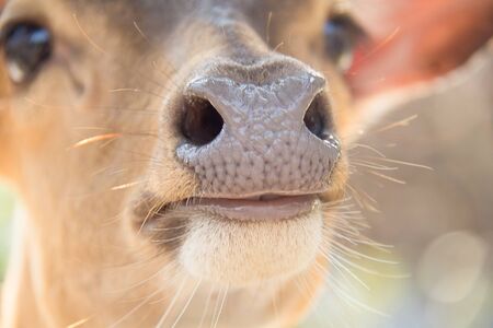 Close up nose deerの写真素材