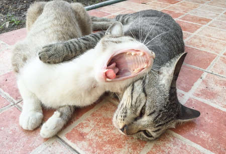 Thai cat are yawning
