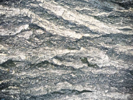 Texture of treeの写真素材