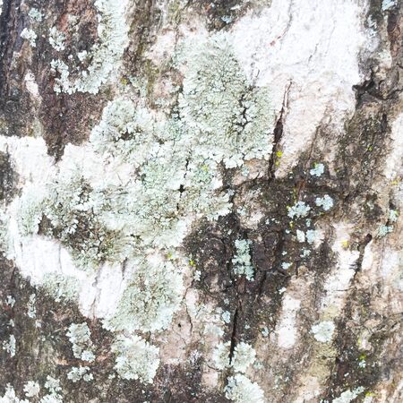 old wood texture