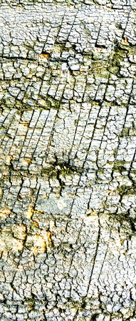 old wood texture