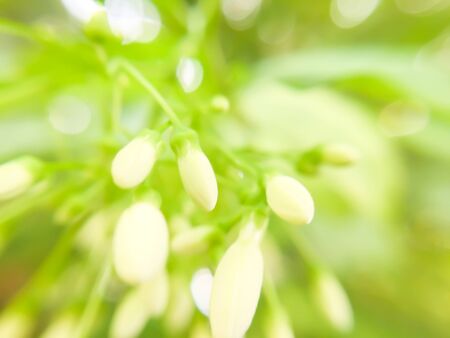 Abstract blur small white flower backgrounddの写真素材