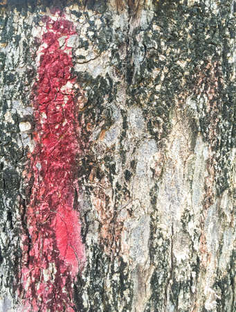 Grunge old tree texture backgroundの写真素材