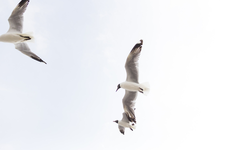 Flying white motion blur seagull in the nature sky backgroundの写真素材
