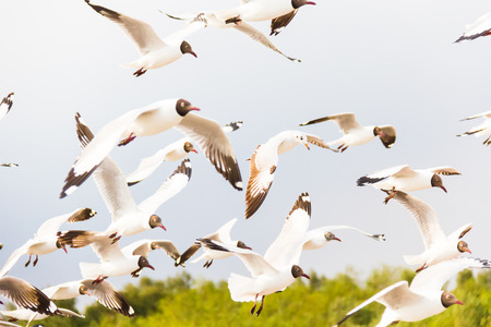 Flying white motion blur seagull in the nature sky background