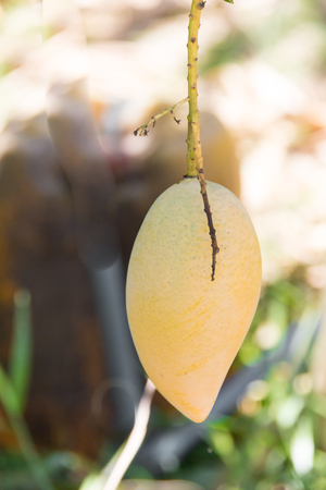 Mango tree plantの写真素材