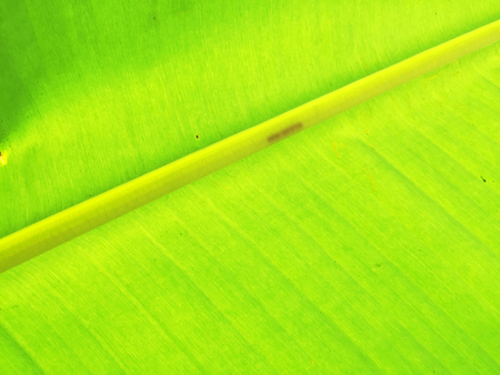 Green striped leaves texture の写真素材