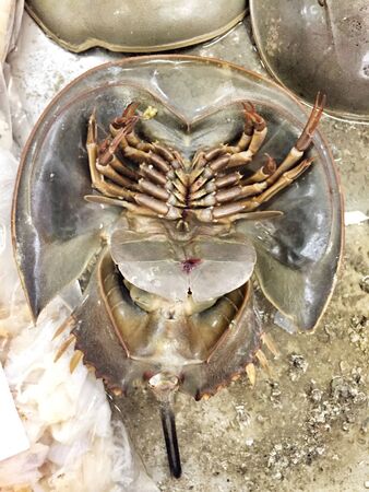 Sea crab food background