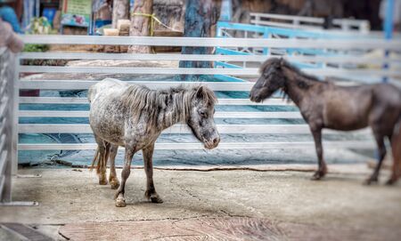 Horses standing face to faceの写真素材