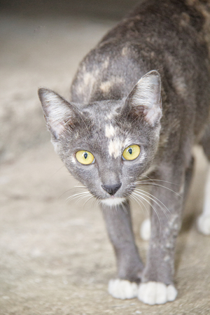 Thai catの写真素材