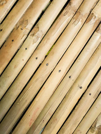 Yellow bamboo backgroundの写真素材