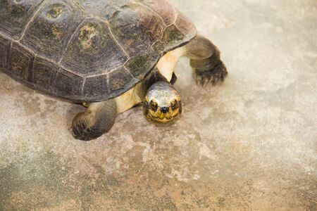Close up slowing walk of turtleの写真素材