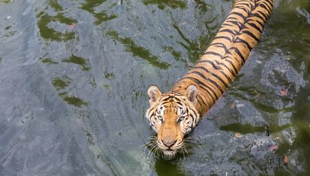 Close up head of tiger in the riverの写真素材