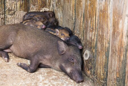 Baby boar on the boar motherの写真素材