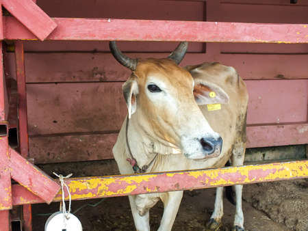 Closeup face cow