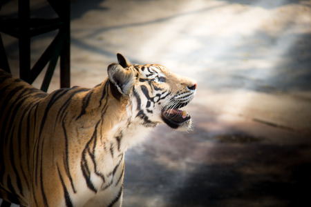 Tiger is standing get the sunshine