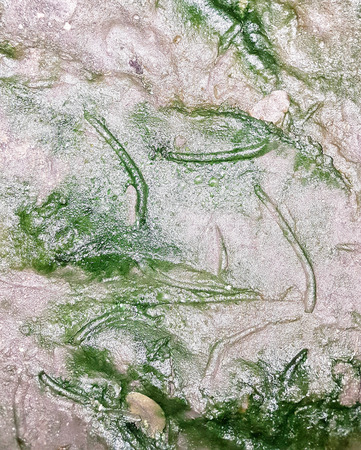 moist and lichen  cover on old cementの写真素材