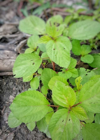 Green leaves herbal