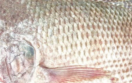 Skin fish
