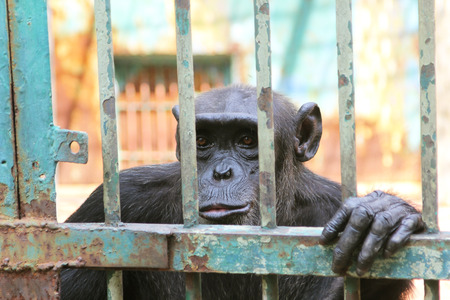 Face of Chimpanzee in the cage