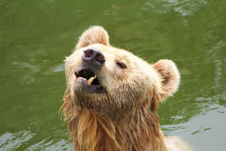 Close up bear face in the riverの写真素材