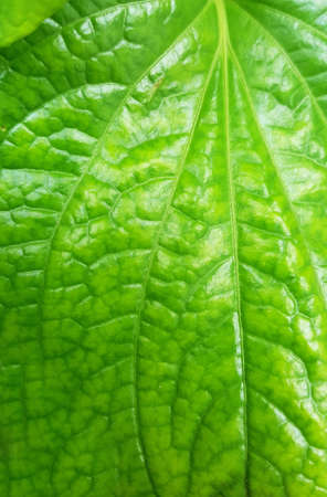 green leaves texture bakcgroundの写真素材