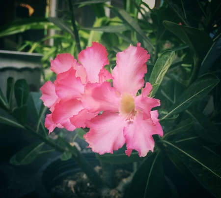 Pink beautiful flowerの写真素材