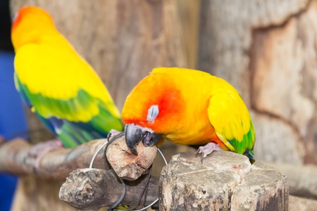 Sunconure yellow parrot is eating grape on the branch