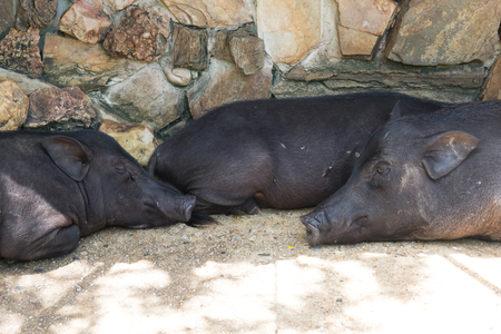 Baby boar and their familyの写真素材