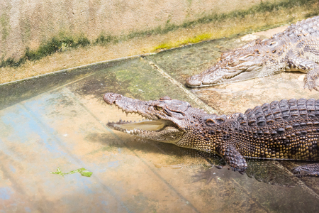 Baby crocodile are sleeping near the river wildlifeの写真素材