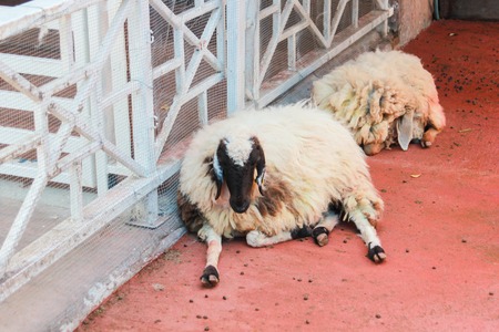 Goat is crouching in the cageの写真素材