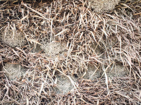 old straw textureの写真素材