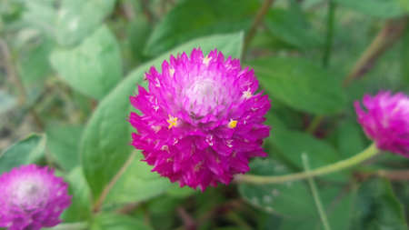 pink beautiful blooming flower