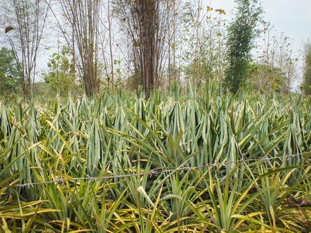 Green and gold yellow of pineapple farmの写真素材