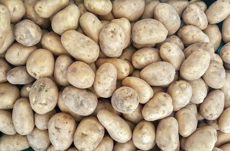 Raw potatoesの写真素材