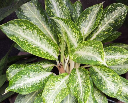 Green leaves textureの写真素材