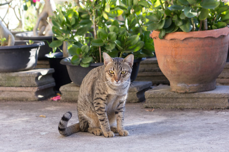 Thai striped gourami cat is seeing something with blur backgroundの写真素材