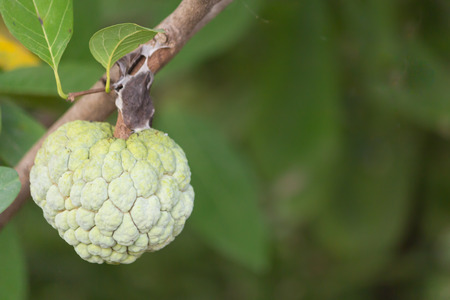 Custard apple on the tree blue backgroundの写真素材