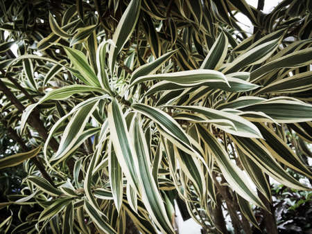 dark green long leaves plantの写真素材