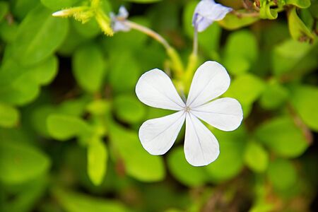 white flower background