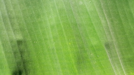 Grunge and dirty dust on green banana leavesの写真素材