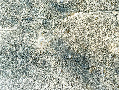 lichen on the dirty background