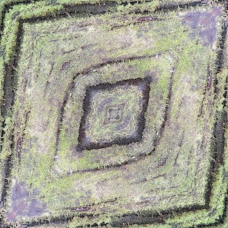 Mos and lichen on the moist wood texture