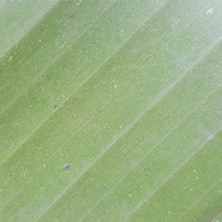 green banana leaves textureの写真素材