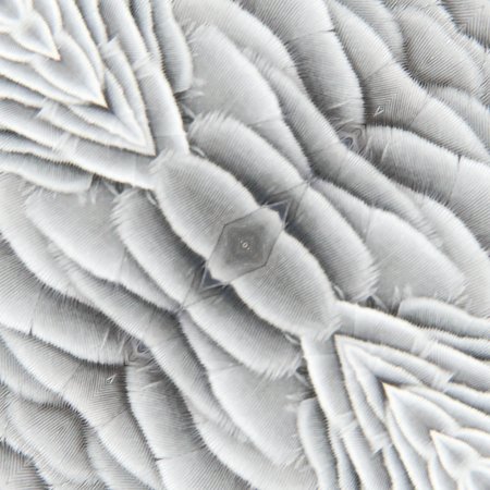 African grey bird feather textureの写真素材