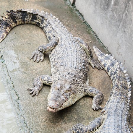 crocodile in the wildlifeの写真素材