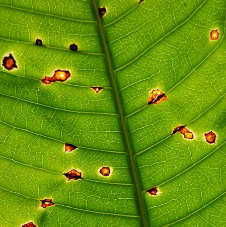 green leaves texture