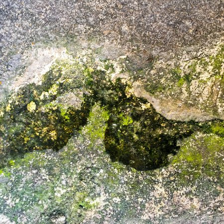 Wet and moist cement floor with the lichenの写真素材