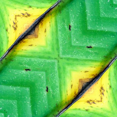 Old banana leaves textureの写真素材