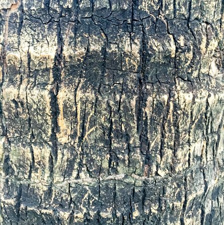 Texture old treeの写真素材